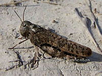 LBL0030 Arphia pseudonietana.jpg