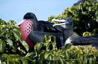 ELC0094 Fregata magnificens.jpg