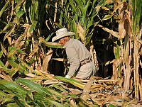 GHC 001 Zea mays.jpg