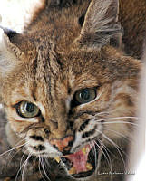 Lynx rufus (Laura Nolasco Velez).jpg