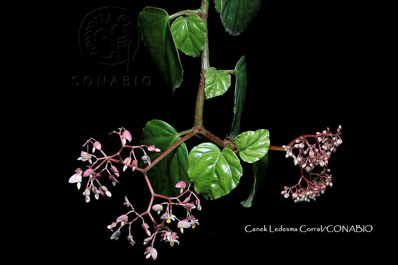 Zongo%200569%20Begonia%20glabra%20Aubl..jpg.nSiAwsT1MemnlUVjQA3g0JtbmFja29CbnFuZ3NAbXJ6LGtwZwA.HprLdImZYx