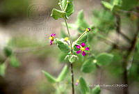 CAR 0064 Allionia incarnata.jpg