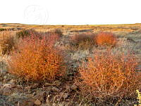 GECI L046 039 Salsola kali.JPG