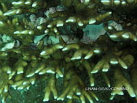 NE018 0060 Millepora alcicornis.jpg