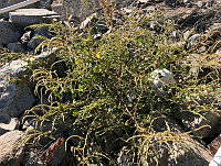 RG034 0054 Amaranthus watsonii.jpg