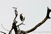 JHC0105 Melanerpes aurifrons.jpg