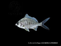 CICIMAR0206 Gerres cinereus.jpg