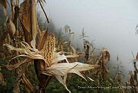 BAVC001 Zea mays.jpg