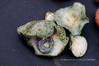 IMDOC Hong 0136 Lactarius indigo.jpg