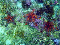RALP0054 Pentaceraster cumingi.jpg