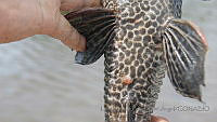 LEAdA053 Pterygoplichthys pardalis.jpg