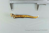 SGQ2541 Chauliodus danae.jpg