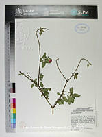 JAdNV0490 Salvia microphylla.JPG