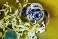 BT07 Apidae.JPG