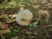 OEHN0033 Geastrum arenarium.jpg