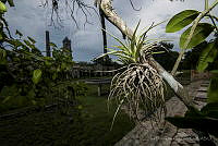 IDG1277 Tillandsia sp..jpg