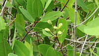 UM002 S0061 Rhizophora mangle.jpg