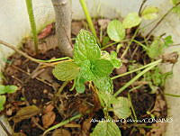 ZG007 0144 Mentha spicata.jpg