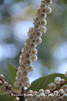 proy JF091 0116 Clethra mexicana A. DC..JPG