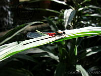 CGL1182 Hetaerina vulnerata.jpg