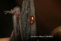 JBV001 Cimex pilosellus.JPG