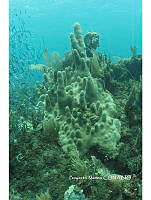 PMC0037 Agaricia sp..JPG