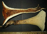 RGO0311 Gomphus sp..JPG