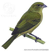 MAPM0059 Passerina ciris.jpg