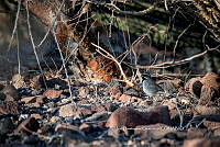 IDG Nat 0046 Amphispiza bilineata.jpg