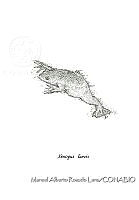 MARL0696 Xenopus laevis.jpg
