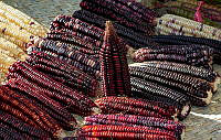 FBA0899 Zea mays.jpg
