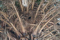PRB0031 Myiopsitta monachus, Phoenix canariensis.jpg