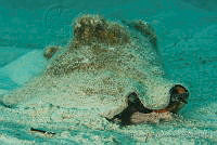 Aliger gigas_2.jpg
