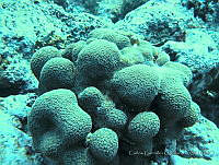 CGG0838 Orbicella annularis.JPG