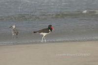 HJ6- 1590- Haematopus palliatus, Tringa semipalmata.jpg