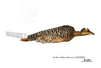 ME006 Aves 0667 Crypturellus cinnamomeus.jpg