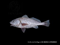 CICIMAR0543 Umbrina bussingi.jpg