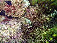 JCCC0082 Muraena lentiginosa.jpg