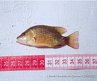 JMHS0019 Lutjanus griseus .jpg