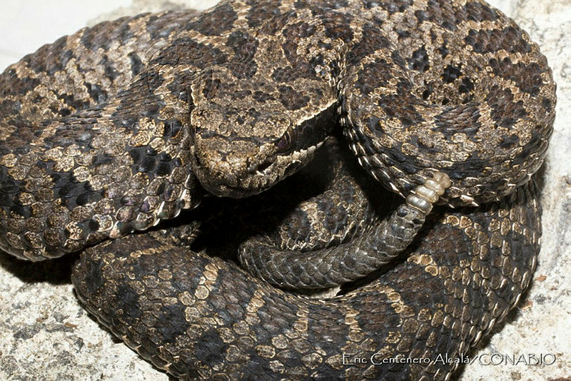 ECA0003%20Crotalus%20pusillus.jpg.iSfp2fDzMWG7A49hQA3g0JtbmFja29CbnFuZ3NAbXJ6LGtwZQA.XYnFdblWxG