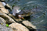 JAAG01 Crocodylus moreletii.jpg