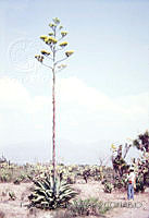 FGM1874 Agave americana.JPG