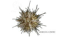 NE018 1079 Lytechinus euerces_2.jpg