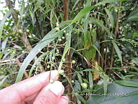 JF092 1247 Lasiacis nigra.jpg