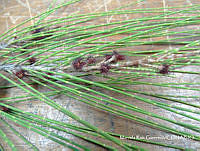 MRG-2018-986 Casuarina equisetifolia (MEGA-6mar18-o).JPG