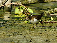 RSA0013 Actitis macularius.jpg