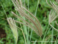 MEGA 0612 Chloris barbata.JPG