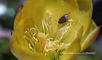 MN6PyH0007 Opuntia monacantha.jpg