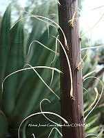 AJGM0339 Agave stricta.JPG