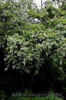 MDLLPG0060 Ficus pertusa.jpg